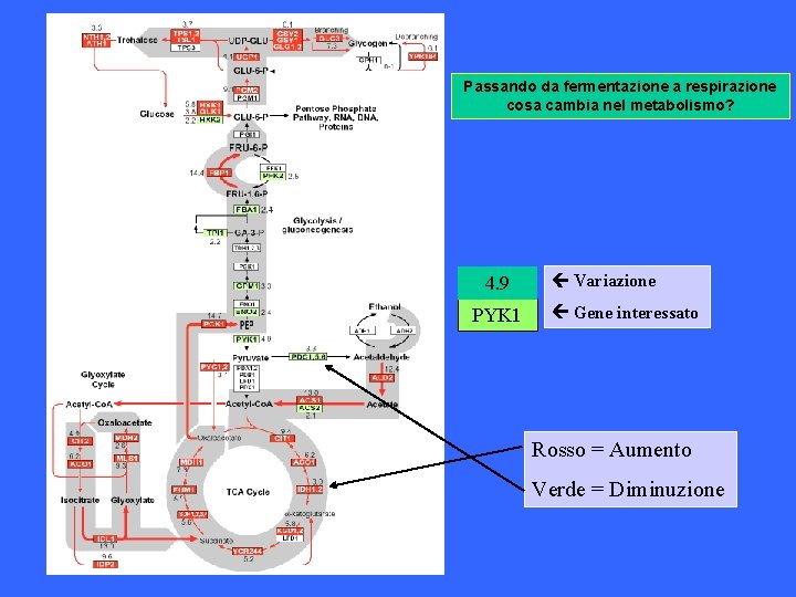 Passando da fermentazione a respirazione cosa cambia nel metabolismo? 4. 9 PYK 1 Variazione Passando da fermentazione a respirazione cosa cambia nel metabolismo? 4. 9 PYK 1 Variazione