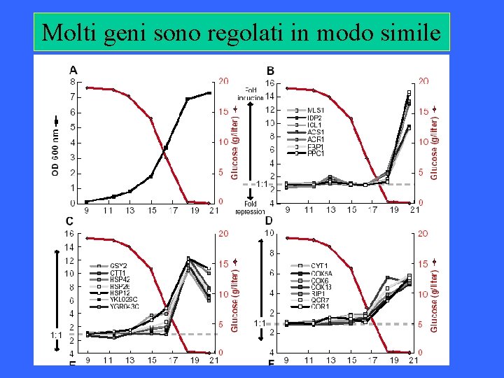 Molti geni sono regolati in modo simile Molti geni sono regolati in modo simile