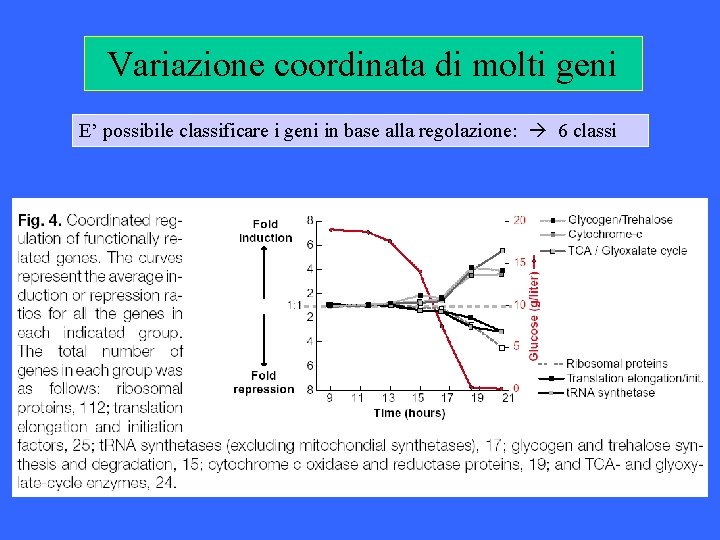 Variazione coordinata di molti geni E’ possibile classificare i geni in base alla regolazione: Variazione coordinata di molti geni E’ possibile classificare i geni in base alla regolazione: