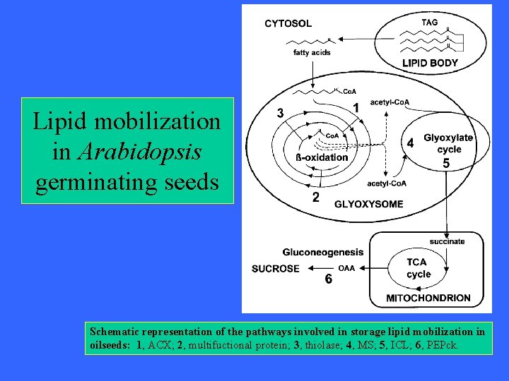 Lipid mobilization in Arabidopsis germinating seeds Schematic representation of the pathways involved in storage Lipid mobilization in Arabidopsis germinating seeds Schematic representation of the pathways involved in storage