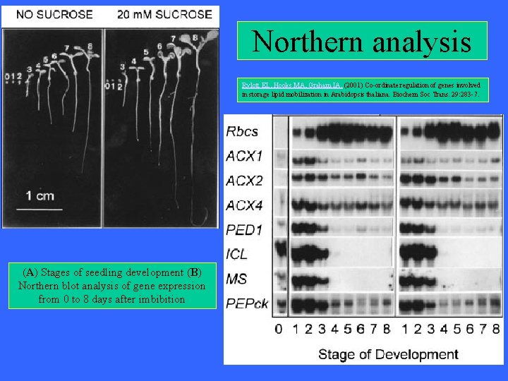 Northern analysis Rylott EL, Hooks MA, Graham IA. (2001) Co-ordinate regulation of genes involved Northern analysis Rylott EL, Hooks MA, Graham IA. (2001) Co-ordinate regulation of genes involved