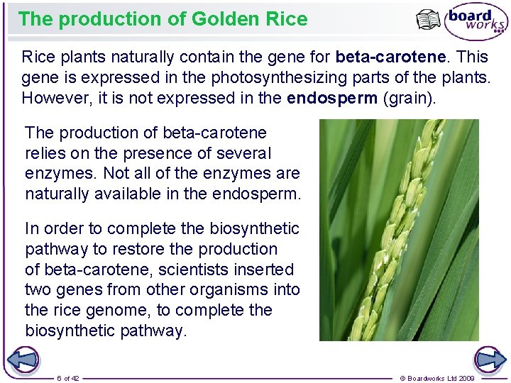 The production of Golden Rice plants naturally contain the gene for beta-carotene. This gene