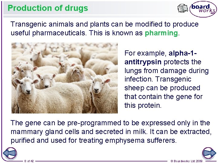 Production of drugs Transgenic animals and plants can be modified to produce useful pharmaceuticals.