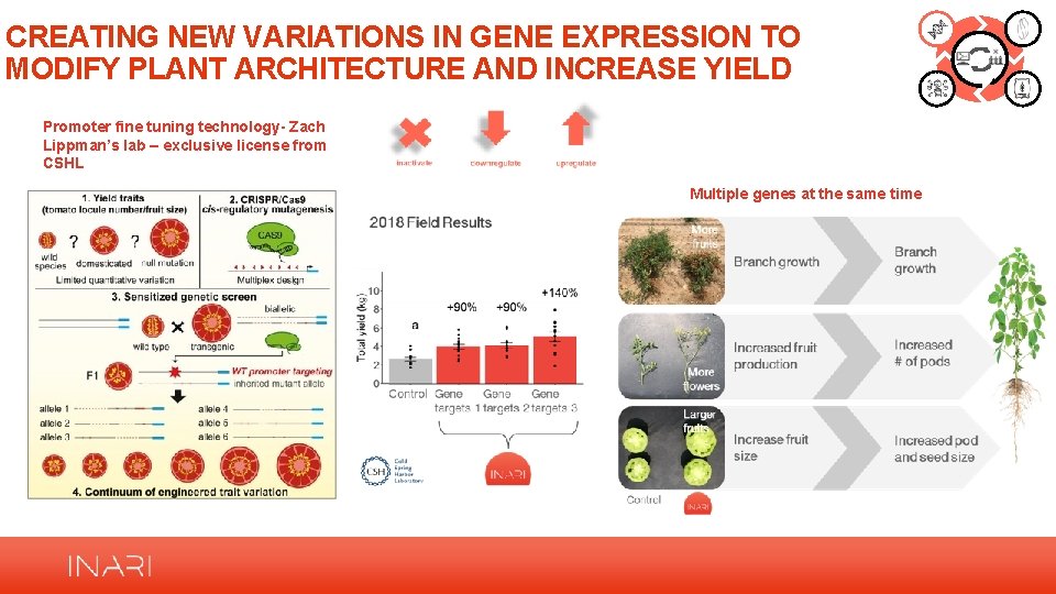 CREATING NEW VARIATIONS IN GENE EXPRESSION TO MODIFY PLANT ARCHITECTURE AND INCREASE YIELD Promoter