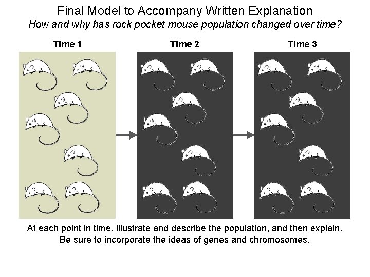 Final Model to Accompany Written Explanation How and why has rock pocket mouse population