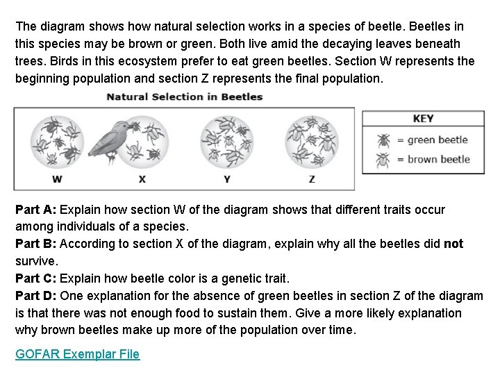 The diagram shows how natural selection works in a species of beetle. Beetles in