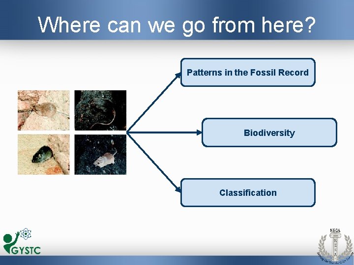 Where can we go from here? Patterns in the Fossil Record Biodiversity Classification 