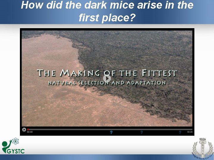 How did the dark mice arise in the first place? 