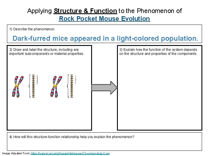 Applying Structure & Function to the Phenomenon of Rock Pocket Mouse Evolution 1) Describe