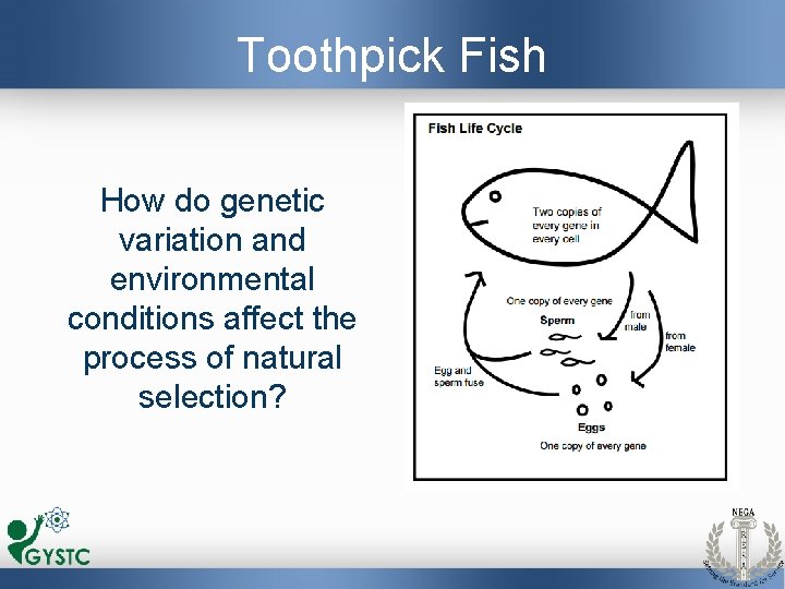 Toothpick Fish How do genetic variation and environmental conditions affect the process of natural