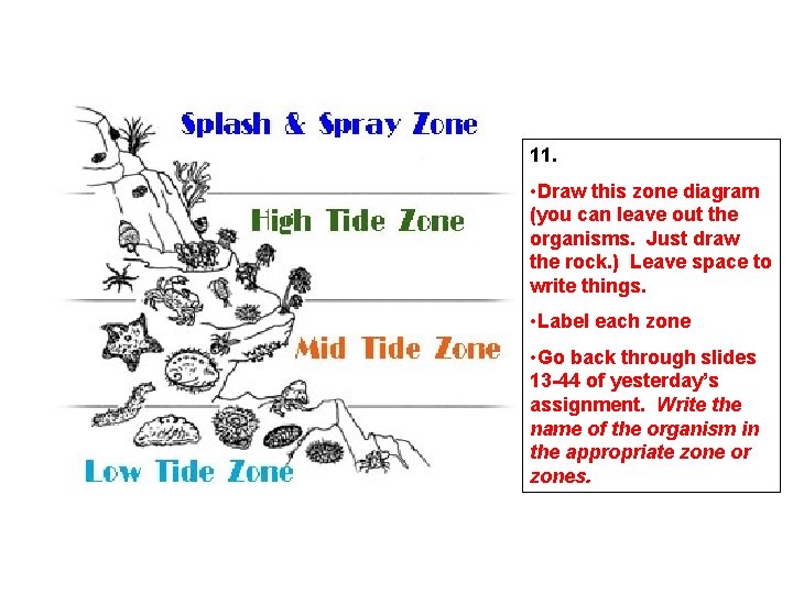 11. • Draw this zone diagram (you can leave out the organisms. Just draw