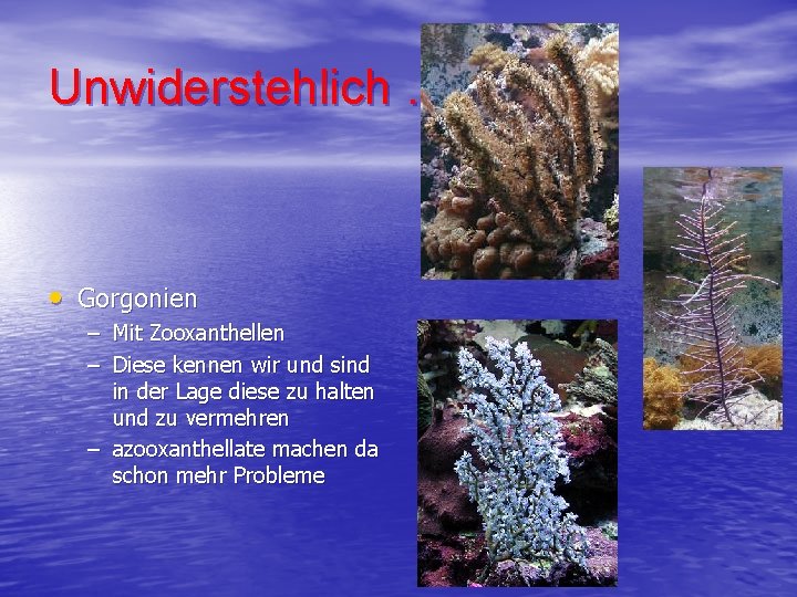 Unwiderstehlich … • Gorgonien – Mit Zooxanthellen – Diese kennen wir und sind in