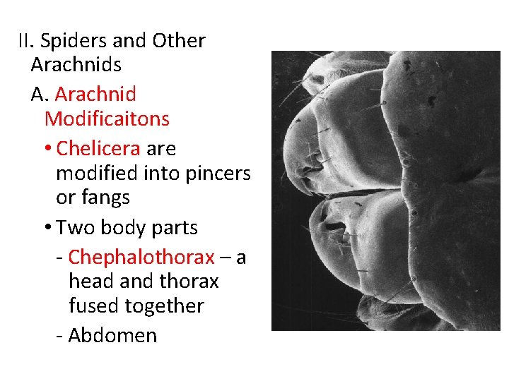 II. Spiders and Other Arachnids A. Arachnid Modificaitons • Chelicera are modified into pincers