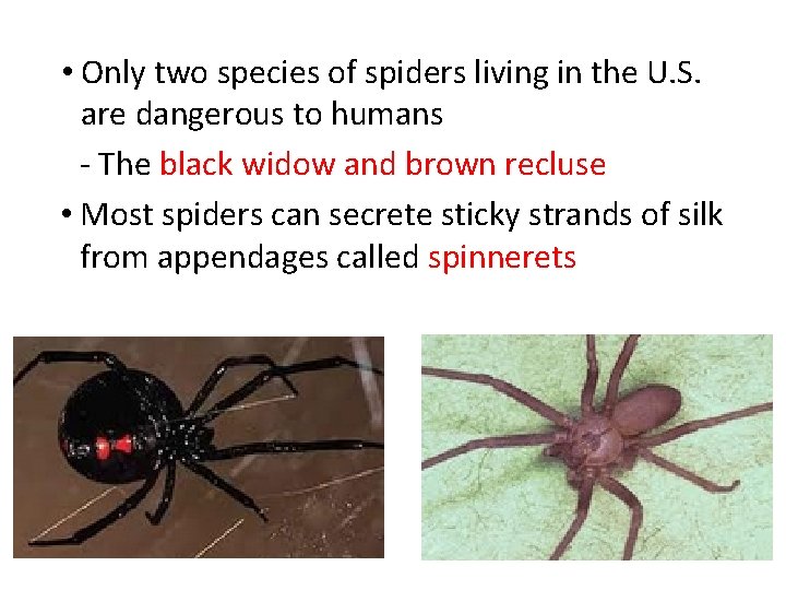  • Only two species of spiders living in the U. S. are dangerous