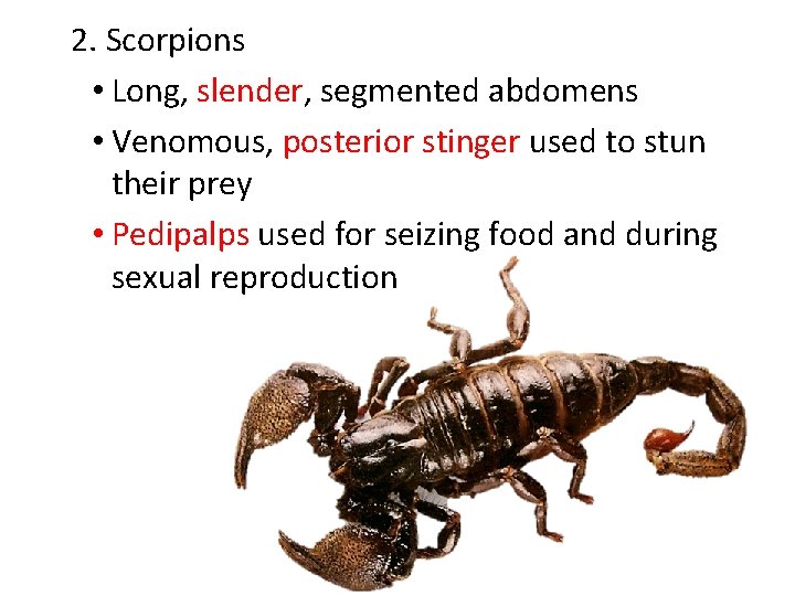 2. Scorpions • Long, slender, segmented abdomens • Venomous, posterior stinger used to stun