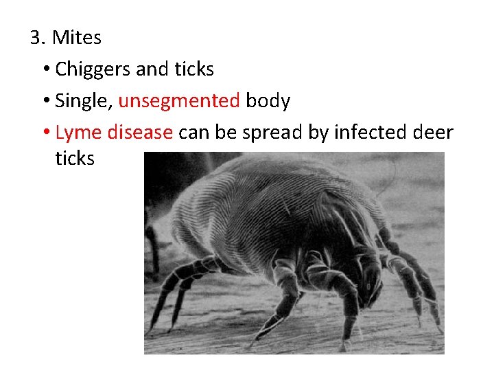 3. Mites • Chiggers and ticks • Single, unsegmented body • Lyme disease can