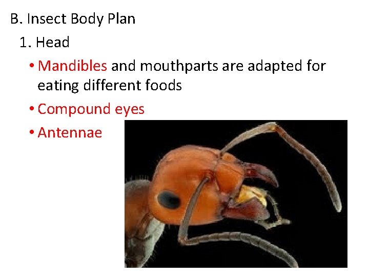 B. Insect Body Plan 1. Head • Mandibles and mouthparts are adapted for eating