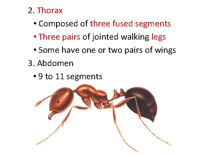 2. Thorax • Composed of three fused segments • Three pairs of jointed walking