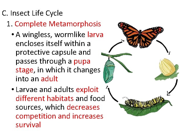C. Insect Life Cycle 1. Complete Metamorphosis • A wingless, wormlike larva encloses itself