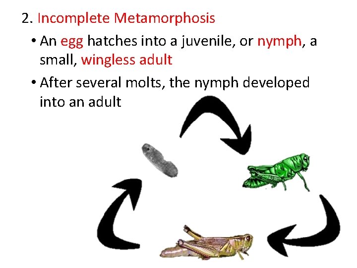 2. Incomplete Metamorphosis • An egg hatches into a juvenile, or nymph, a small,