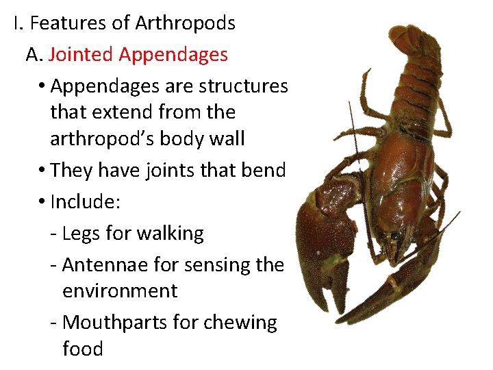 I. Features of Arthropods A. Jointed Appendages • Appendages are structures that extend from