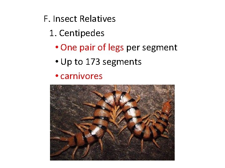 F. Insect Relatives 1. Centipedes • One pair of legs per segment • Up