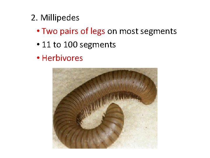 2. Millipedes • Two pairs of legs on most segments • 11 to 100