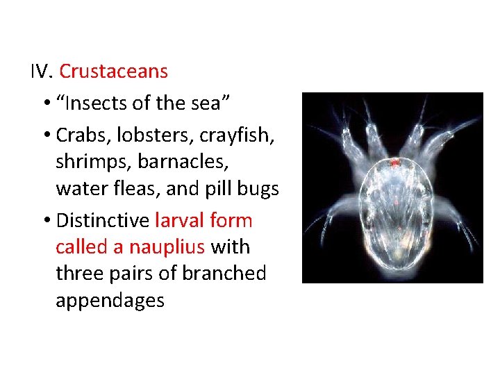 IV. Crustaceans • “Insects of the sea” • Crabs, lobsters, crayfish, shrimps, barnacles, water
