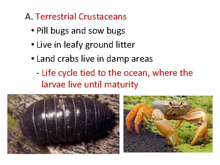 A. Terrestrial Crustaceans • Pill bugs and sow bugs • Live in leafy ground