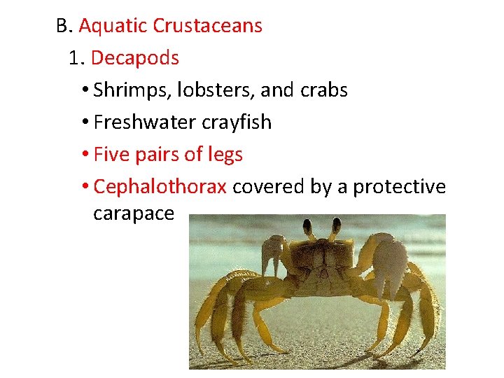 B. Aquatic Crustaceans 1. Decapods • Shrimps, lobsters, and crabs • Freshwater crayfish •