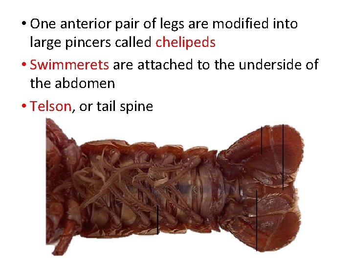  • One anterior pair of legs are modified into large pincers called chelipeds