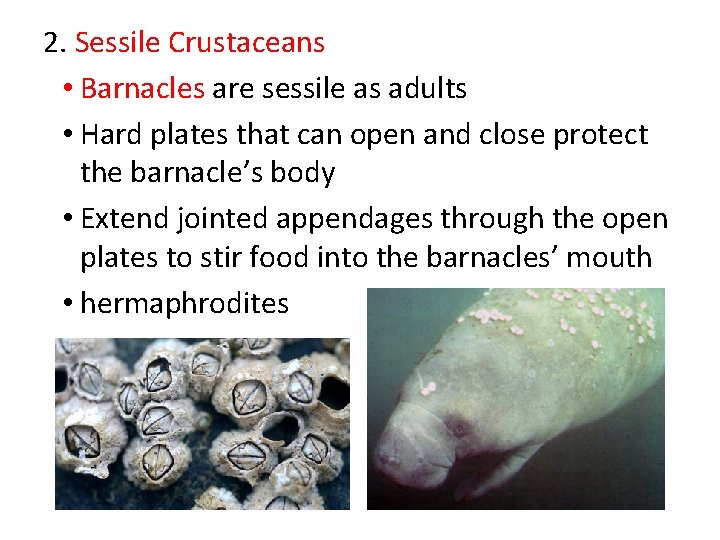 2. Sessile Crustaceans • Barnacles are sessile as adults • Hard plates that can