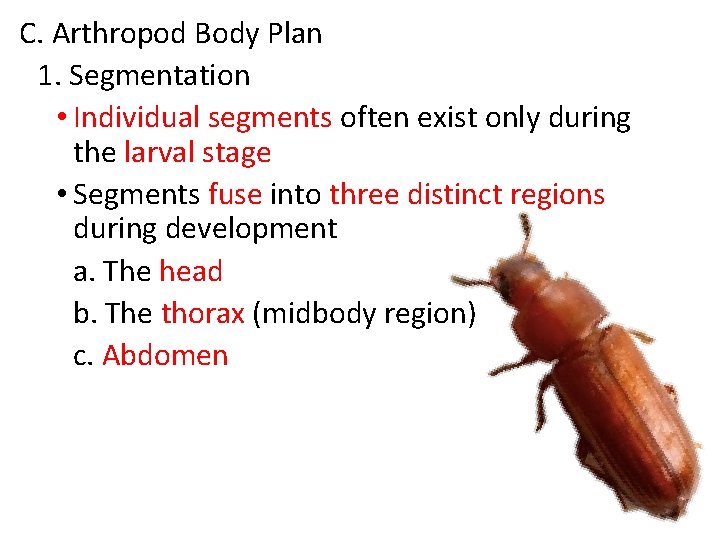 C. Arthropod Body Plan 1. Segmentation • Individual segments often exist only during the