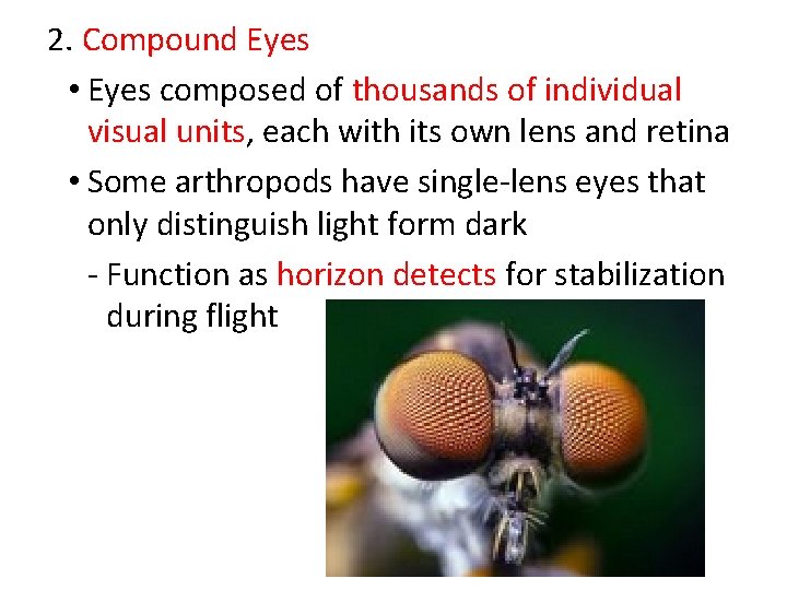 2. Compound Eyes • Eyes composed of thousands of individual visual units, each with