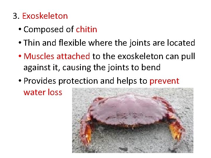 3. Exoskeleton • Composed of chitin • Thin and flexible where the joints are