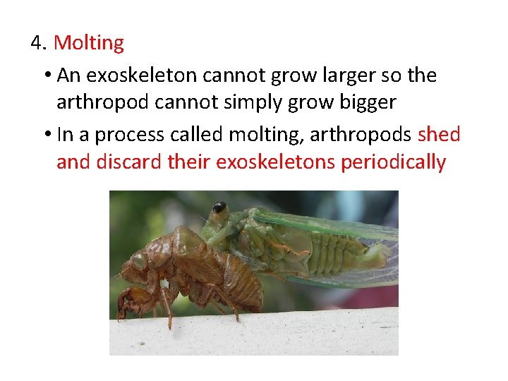 4. Molting • An exoskeleton cannot grow larger so the arthropod cannot simply grow