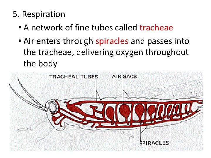 5. Respiration • A network of fine tubes called tracheae • Air enters through
