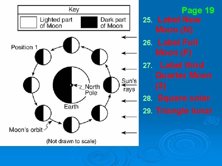 Page 19 25. Label New Moon (N) 26. Label Full Moon (F) 27. Label