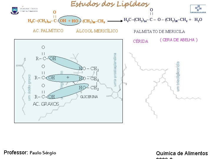 LIPÍDIOS O O | | H 3 C–(CH 2)14– C– OH + HO – LIPÍDIOS O O | | H 3 C–(CH 2)14– C– OH + HO –