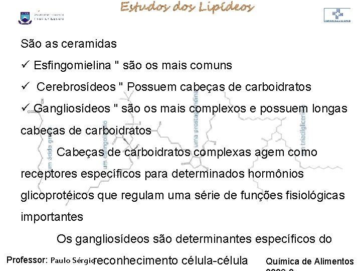 LIPÍDIOS São as ceramidas ü Esfingomielina " são os mais comuns ü Cerebrosídeos " LIPÍDIOS São as ceramidas ü Esfingomielina " são os mais comuns ü Cerebrosídeos "