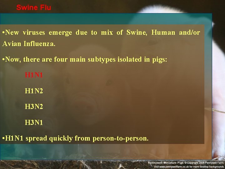 Swine Flu • New viruses emerge due to mix of Swine, Human and/or Avian