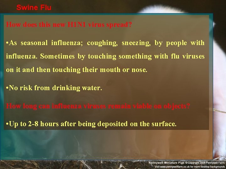 Swine Flu How does this new H 1 N 1 virus spread? • As