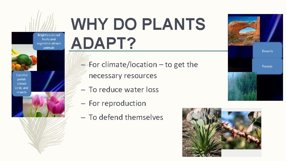 WHY DO PLANTS ADAPT? – For climate/location – to get the necessary resources –