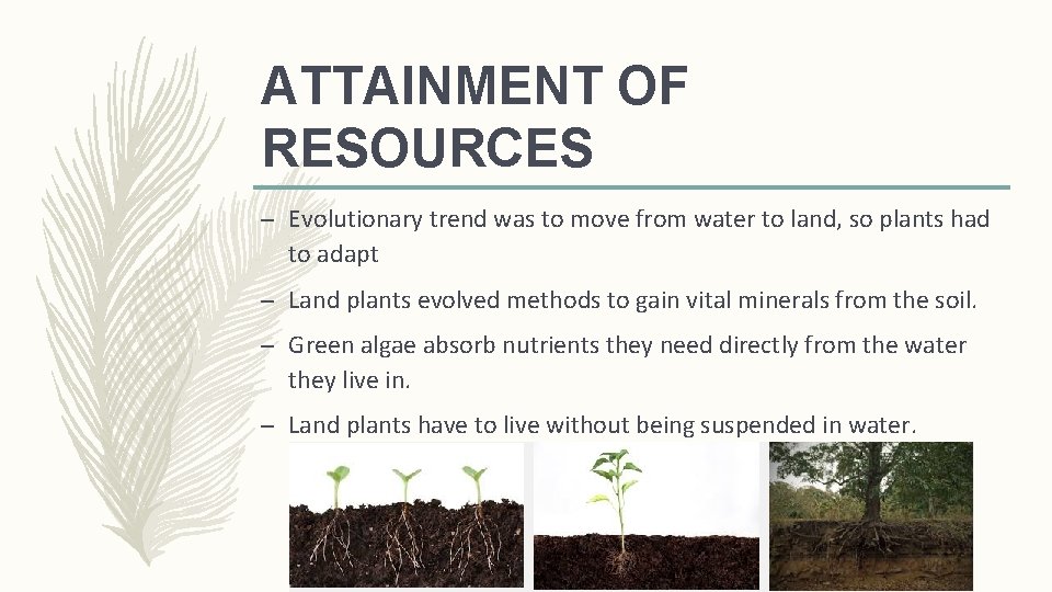 ATTAINMENT OF RESOURCES – Evolutionary trend was to move from water to land, so