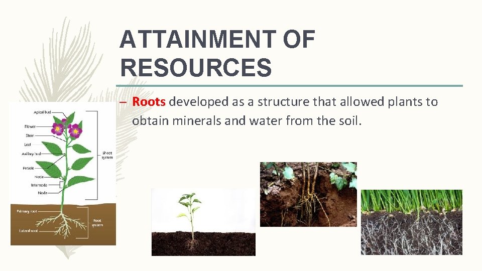 ATTAINMENT OF RESOURCES – Roots developed as a structure that allowed plants to obtain