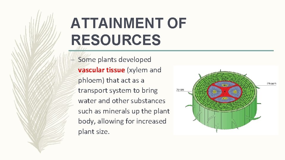 ATTAINMENT OF RESOURCES – Some plants developed vascular tissue (xylem and phloem) that act