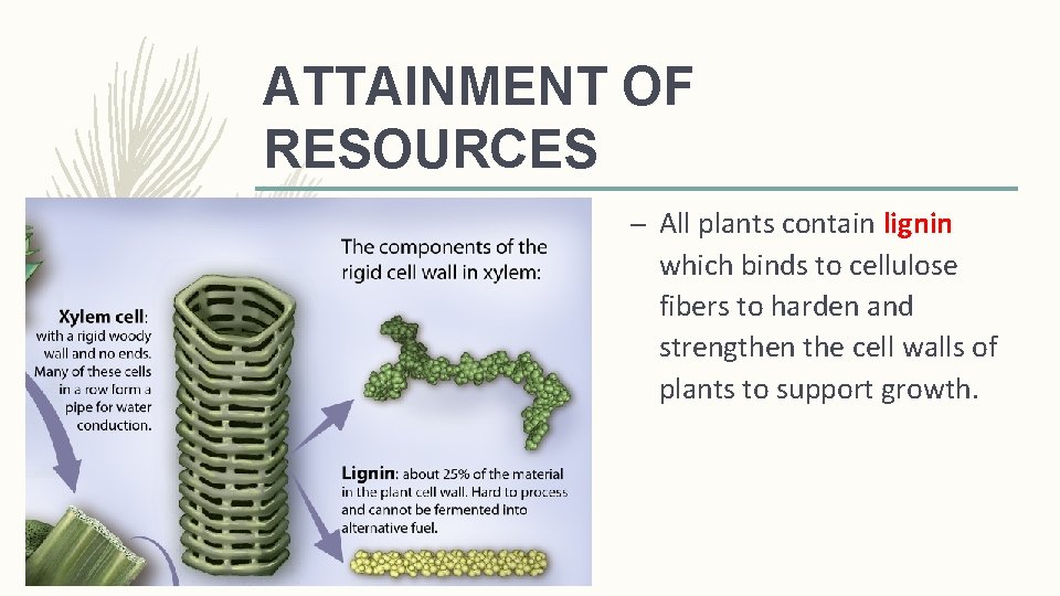 ATTAINMENT OF RESOURCES – All plants contain lignin which binds to cellulose fibers to