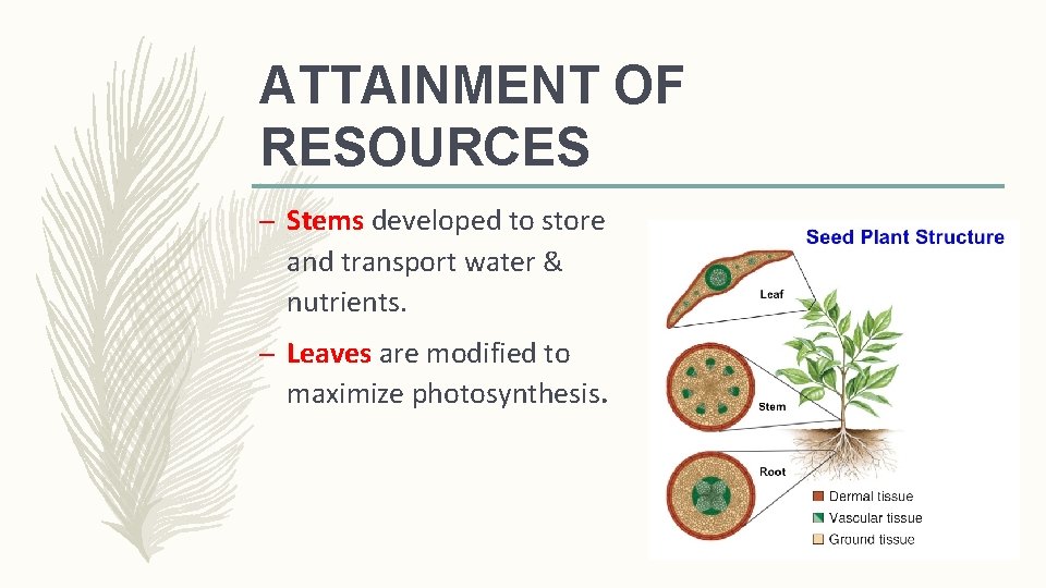 ATTAINMENT OF RESOURCES – Stems developed to store and transport water & nutrients. –