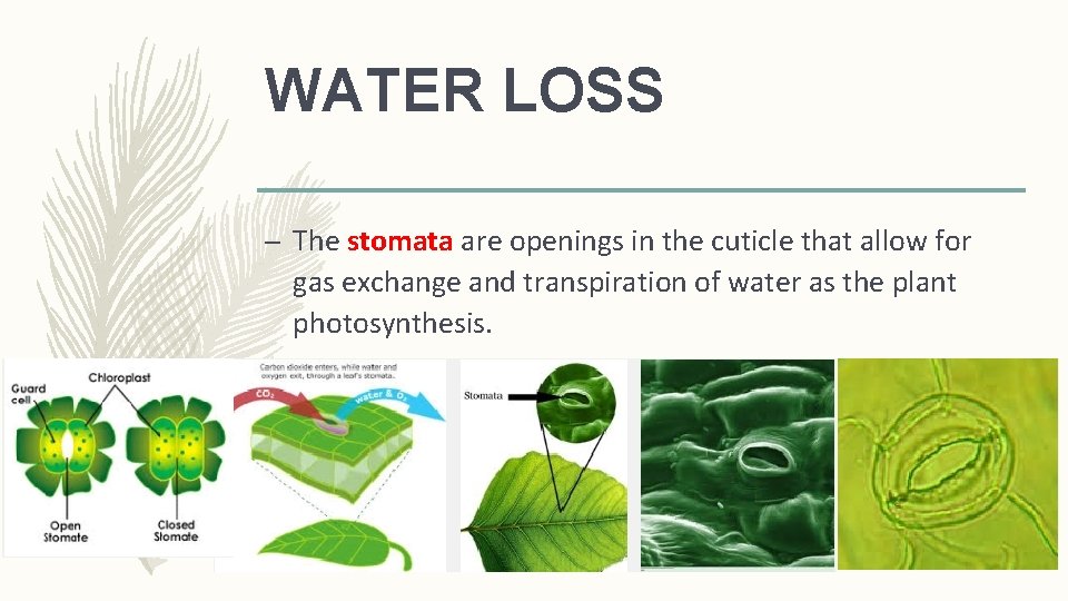WATER LOSS – The stomata are openings in the cuticle that allow for gas
