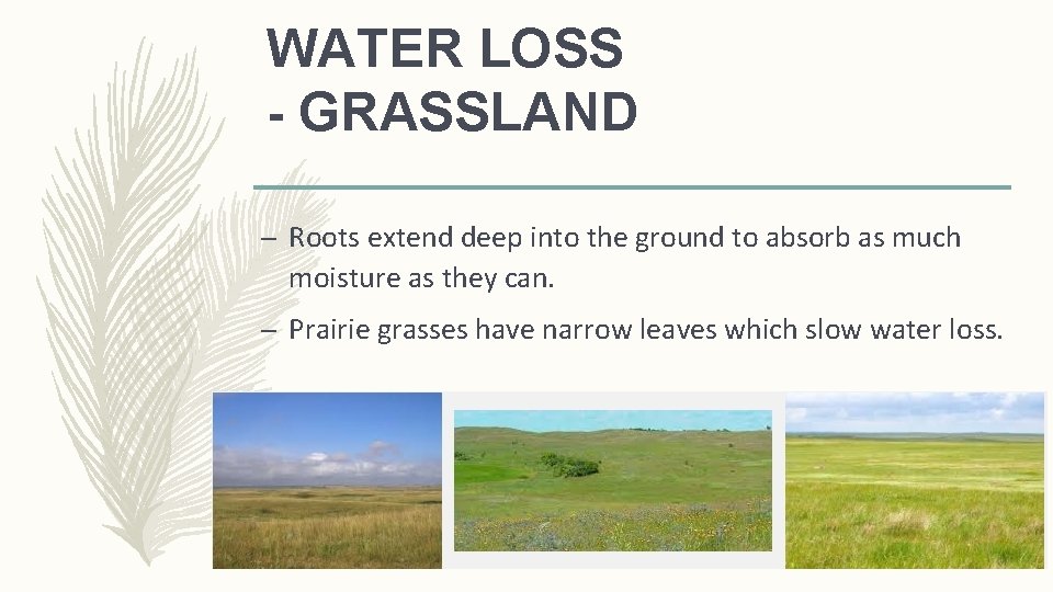 WATER LOSS - GRASSLAND – Roots extend deep into the ground to absorb as